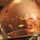 Illustration for article titled Theres an Aquarium on This Mans Head